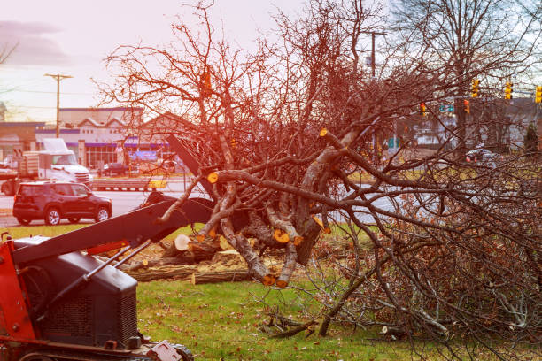Best Arborist Consultation Services  in Beloit, OH