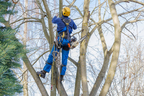 Best Mulching Services  in Beloit, OH