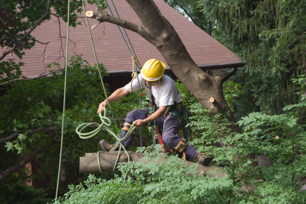 Best Firewood Processing and Delivery  in Beloit, OH